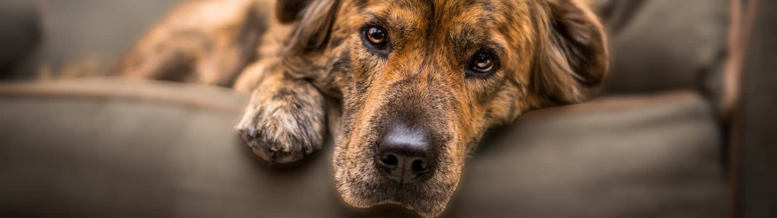 Dierenuitvaartcentrum Midden Nederland